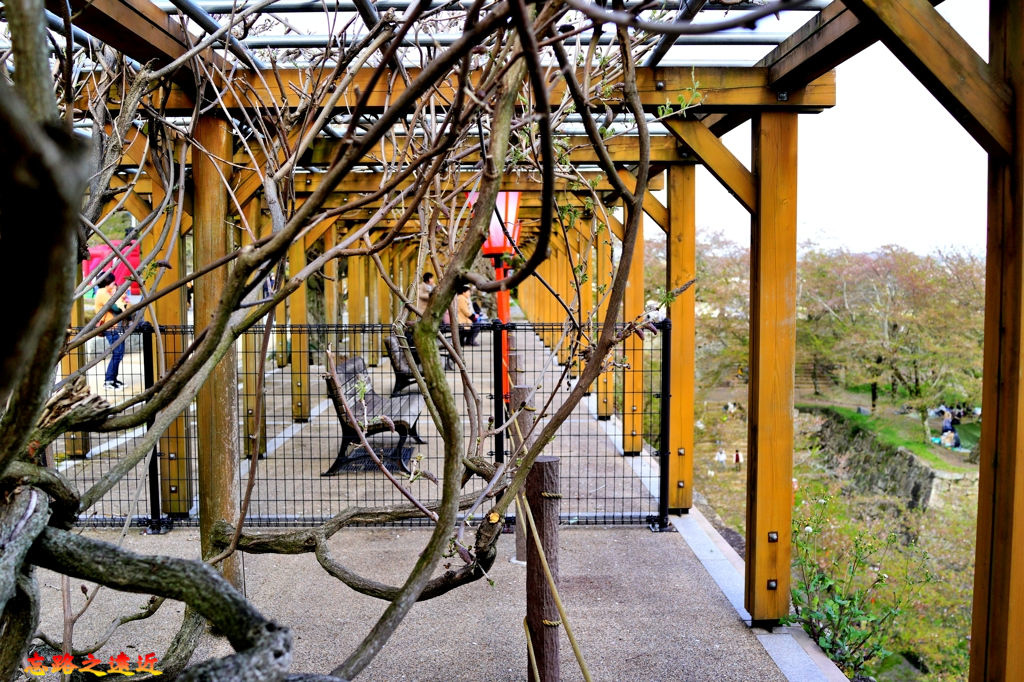 【山陽.岡山】津山城(賀山公園)岡山春季 賞櫻 推薦(含:賞櫻花資訊、交通) 46 pic pimg tw look2up 1544769687 1504436434 jpg