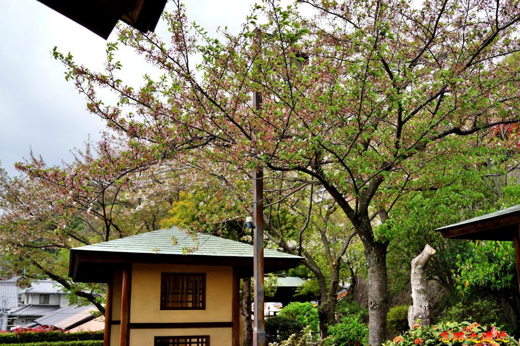 pic pimg tw look2up 1545117242 2371624110 jpg