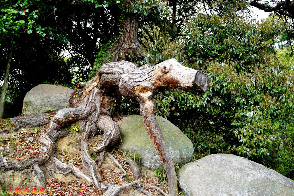 【山陽.尾道】搭纜車上千光寺公園攬景 (含:千光寺行程、觀景台餐廳、「瀨戶內島波海道」自行車資訊) 42 pic pimg tw look2up 1545467313 200780847 jpg