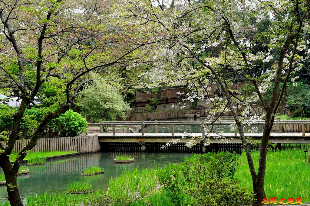 pic pimg tw look2up 1547369128 1783698444 jpg