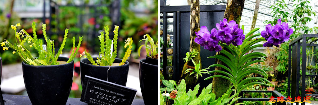 pic pimg tw look2up 1553512425 3214916850 jpg