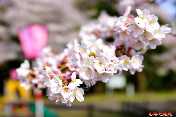 【東北.宮城】宮城縣唯一櫻花百選景點-「船岡城址公園.白石川堤」賞千本櫻 13 pic pimg tw look2up 1556095909 1164630885 n jpg