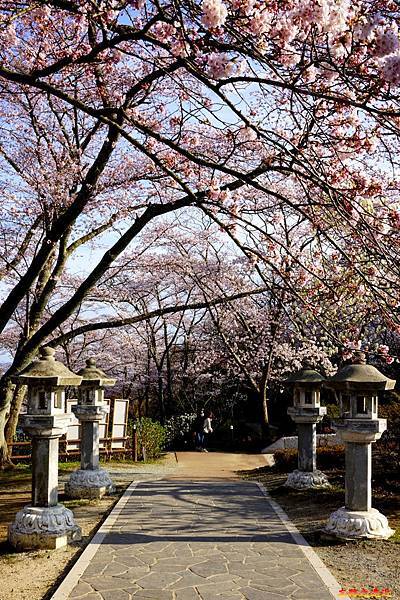 【東北.宮城】宮城縣唯一櫻花百選景點-「船岡城址公園.白石川堤」賞千本櫻 29 pic pimg tw look2up 1556095922 589703923 n jpg