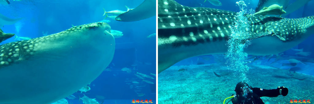 pic pimg tw look2up 1572404641 331299373 jpg