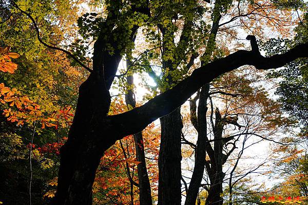 pic pimg tw look2up 1575100620 1551068229 n jpg