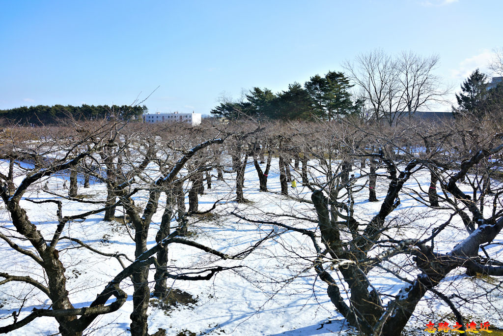【北海道.函館】到「五稜郭公園」漫遊冬季「五稜郭跡」,憑弔日本最後一次內戰場景 (含 交通資訊) 32 pic pimg tw look2up 1581327271 152805357 jpg