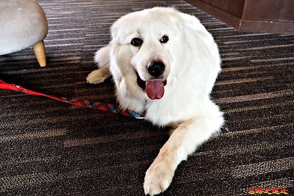 pic pimg tw look2up 1596532600 1136053473 g n jpg