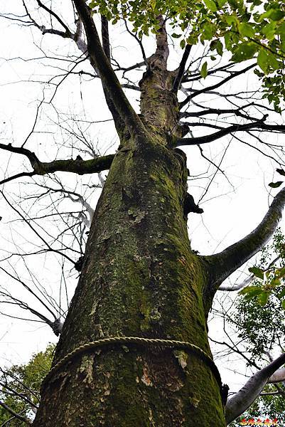 pic pimg tw look2up 1599983878 2096845513 g n jpg