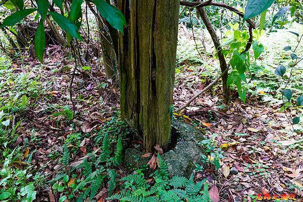 pic pimg tw look2up 1616911118 3590345860 g n jpg