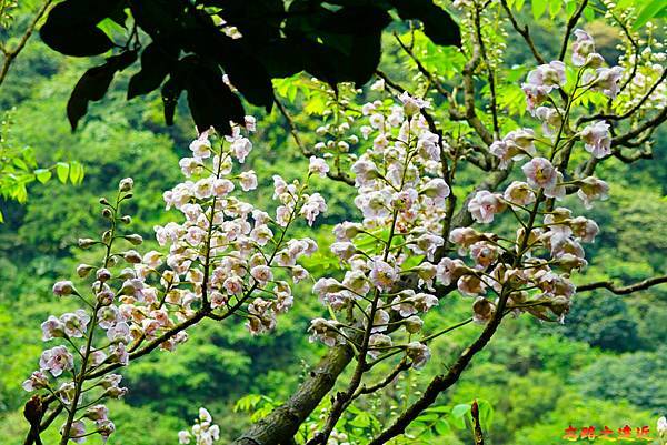 pic pimg tw look2up 1616911124 2871339363 g n jpg