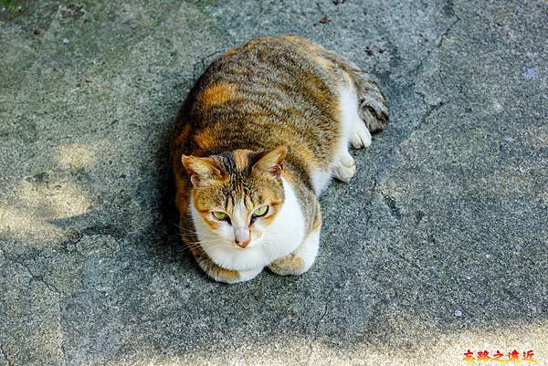 pic pimg tw look2up 1618455971 3328919683 g n jpg