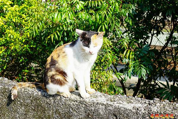 pic pimg tw look2up 1618455974 2868452785 g n jpg