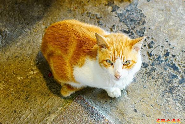 pic pimg tw look2up 1618455976 3219403514 g n jpg