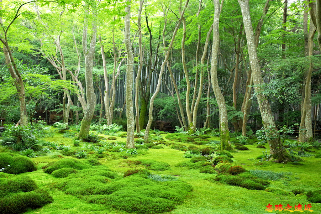 pic pimg tw look2up 1678852375 2283066447 g jpg