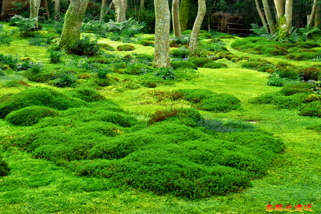 pic pimg tw look2up 1678852378 1669104194 g jpg