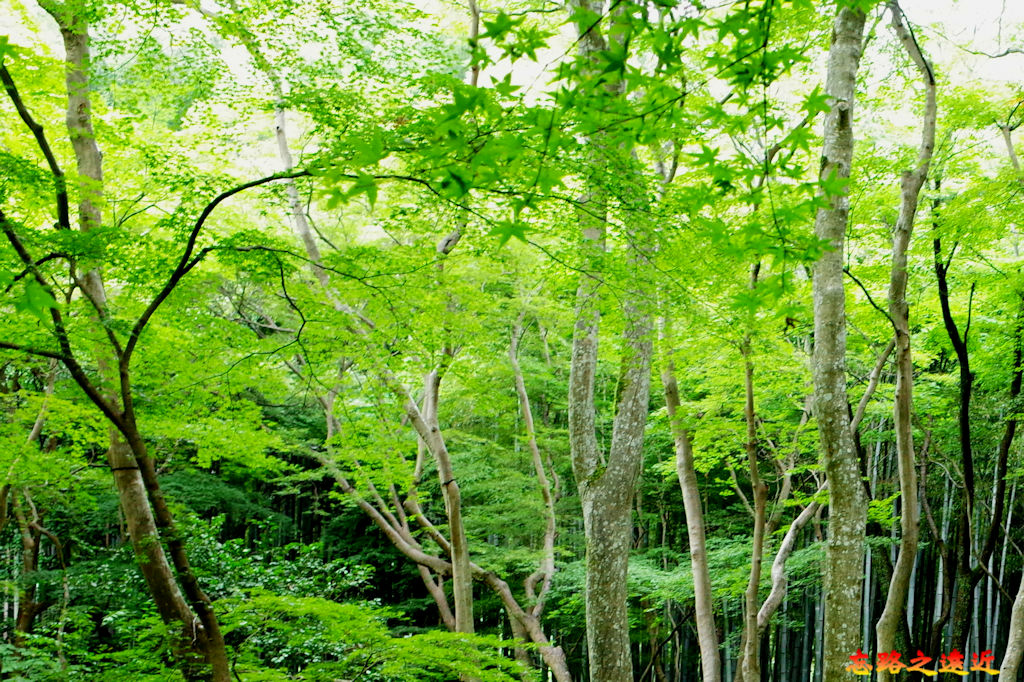 pic pimg tw look2up 1678852378 1759320501 g jpg