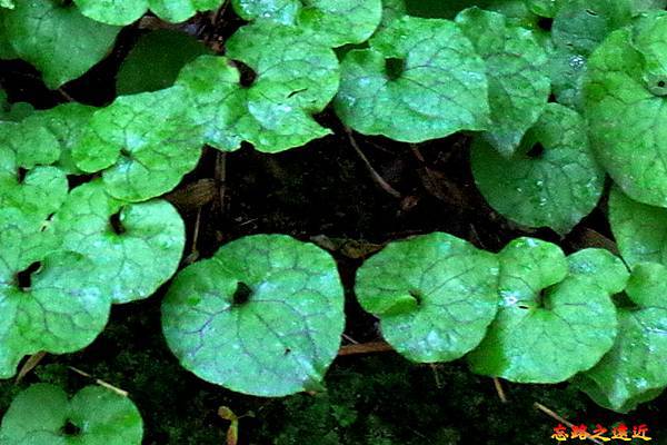 pic pimg tw look2up 1678852382 3488124713 g n jpg