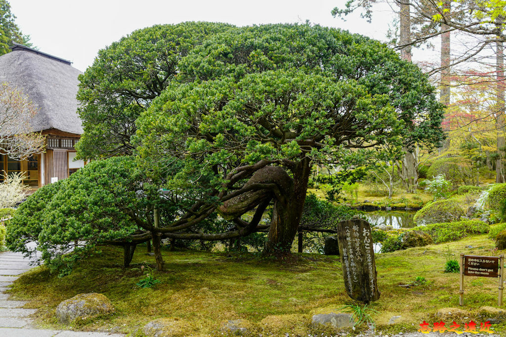【宮城.松島】「圓通院」內賞日本百年庭園、體驗仙台伊達家族文化 (含:交通、境內圖) 28 pic pimg tw look2up 1682569457 3504378844 g jpg