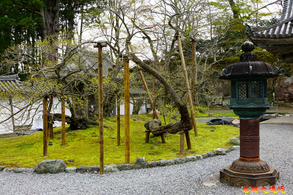 pic pimg tw look2up 1683182552 3179662916 g l jpg