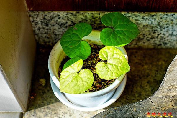 pic pimg tw look2up 1716179163 4237087023 g n jpg