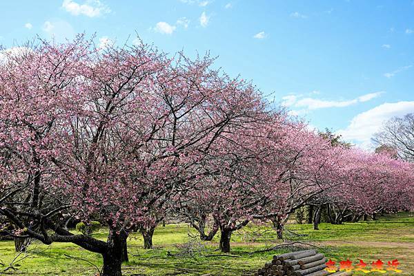 【日本百大名城20】關東篇-佐倉城~鎮守江戶東方的要害之城,賞櫻賞梅名所 (Sakura Castle) 16 pic pimg tw look2up 1721444328 1082350350 g n jpg