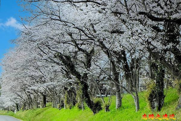 【日本百大名城20】關東篇-佐倉城~鎮守江戶東方的要害之城,賞櫻賞梅名所 (Sakura Castle) 18 pic pimg tw look2up 1721444336 461984743 g n jpg