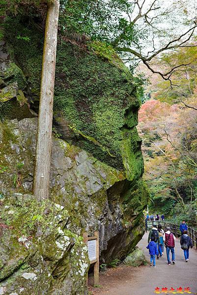 【關西.大阪】賞楓景點~~箕面公園楓紅之旅 超詳細介紹 (京阪箕面站-瀧安寺-箕面大瀧-1目千本) 35 pic pimg tw look2up 1724315507 3095279387 g n jpg