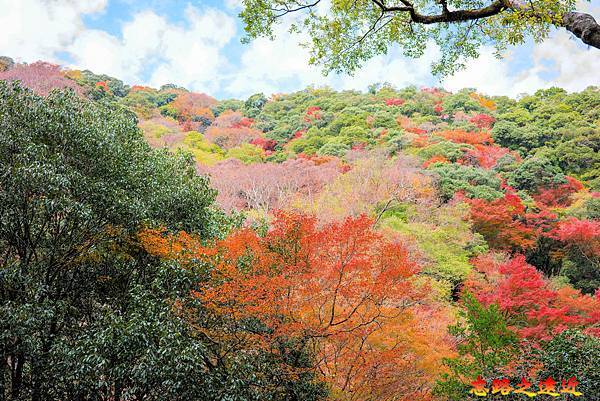 【關西.大阪】賞楓景點~~箕面公園楓紅之旅 超詳細介紹 (京阪箕面站-瀧安寺-箕面大瀧-1目千本) 41 pic pimg tw look2up 1724315511 3301967885 g n jpg