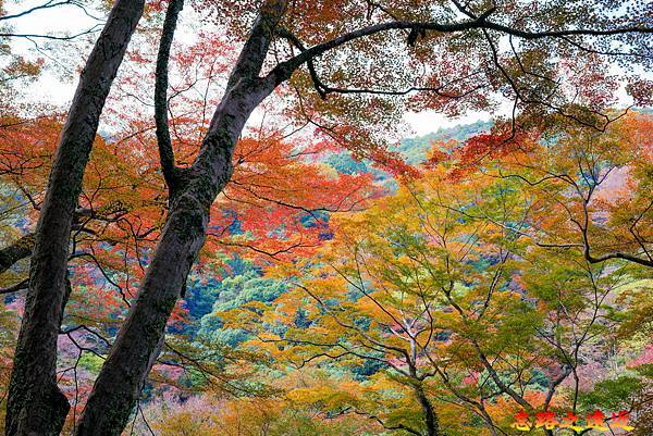 【關西.大阪】賞楓景點~~箕面公園楓紅之旅 超詳細介紹 (京阪箕面站-瀧安寺-箕面大瀧-1目千本) 42 pic pimg tw look2up 1724315511 3762510931 g n jpg
