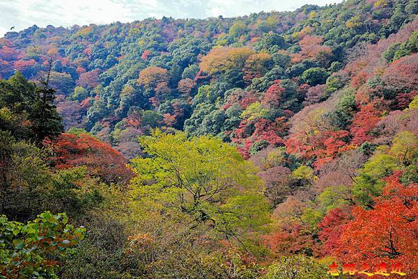 【關西.大阪】賞楓景點~~箕面公園楓紅之旅 超詳細介紹 (京阪箕面站-瀧安寺-箕面大瀧-1目千本) 43 pic pimg tw look2up 1724315512 1889357459 g n jpg