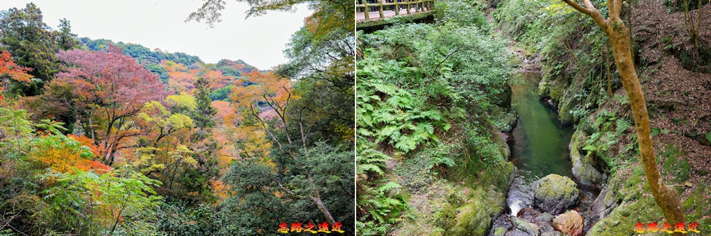 【關西.大阪】賞楓景點~~箕面公園楓紅之旅 超詳細介紹 (京阪箕面站-瀧安寺-箕面大瀧-1目千本) 34 pic pimg tw look2up 1724404265 1960118037 g l jpg