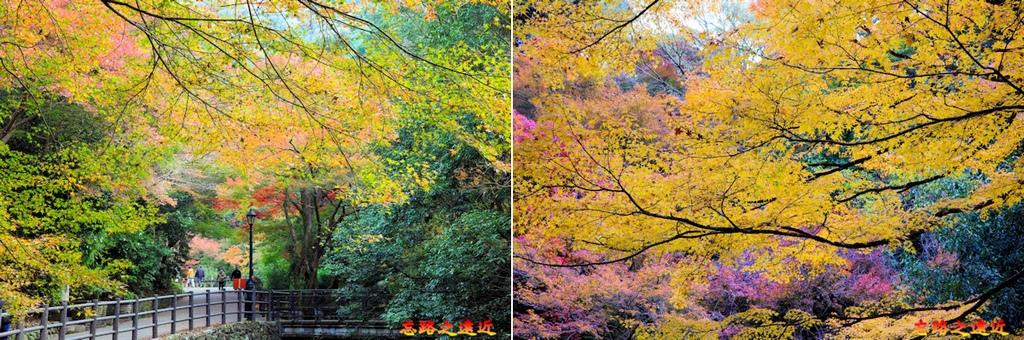 【關西.大阪】賞楓景點~~箕面公園楓紅之旅 超詳細介紹 (京阪箕面站-瀧安寺-箕面大瀧-1目千本) 11 pic pimg tw look2up 1724404520 424635363 g l jpg