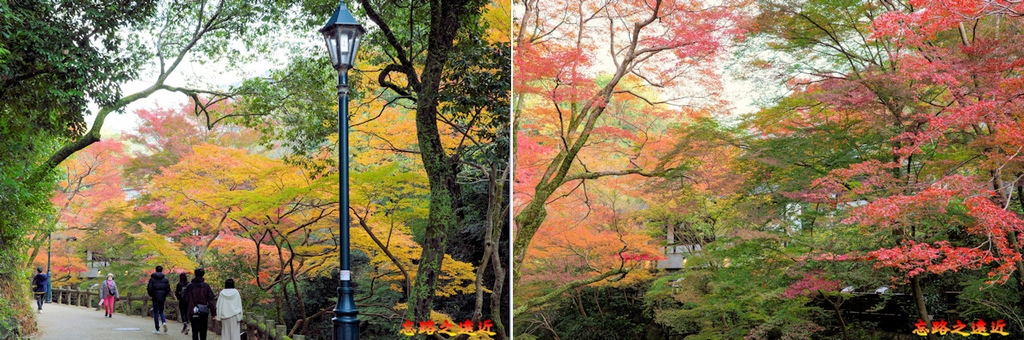【關西.大阪】賞楓景點~~箕面公園楓紅之旅 超詳細介紹 (京阪箕面站-瀧安寺-箕面大瀧-1目千本) 7 pic pimg tw look2up 1724404675 2475395923 g l jpg
