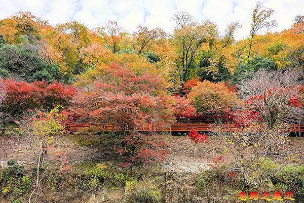 pic pimg tw look2up 1728970190 2578173789 g n jpg