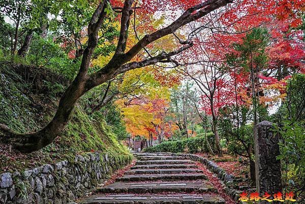 pic pimg tw look2up 1730179728 3932460778 g n jpg