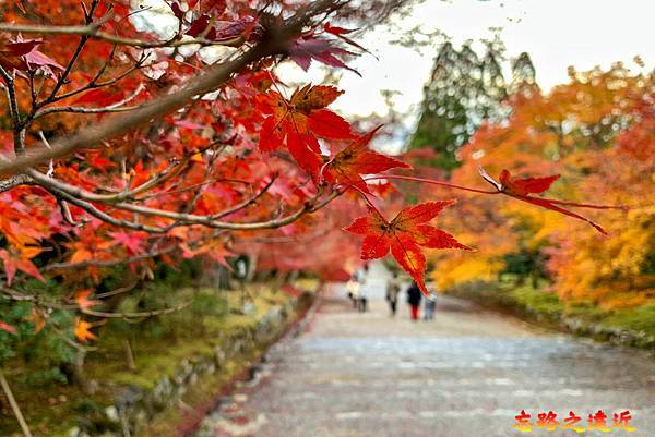 pic pimg tw look2up 1730179794 1411963175 g n jpg