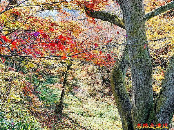 pic pimg tw look2up 1736916979 3344655144 g n jpg