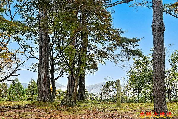 pic pimg tw look2up 1738468699 1277865842 g n jpg