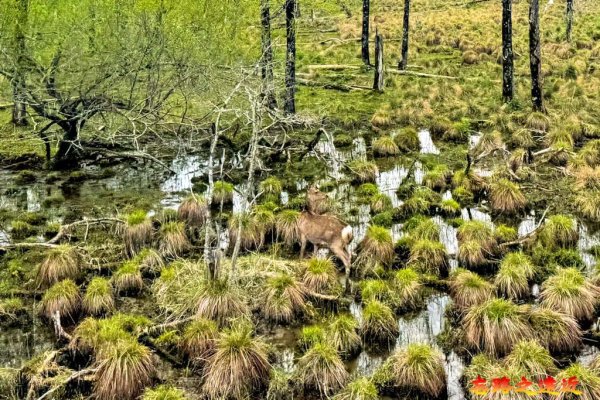薹草 谷地和尚 (谷地坊主)